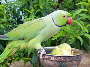 All parrots selling available all India over