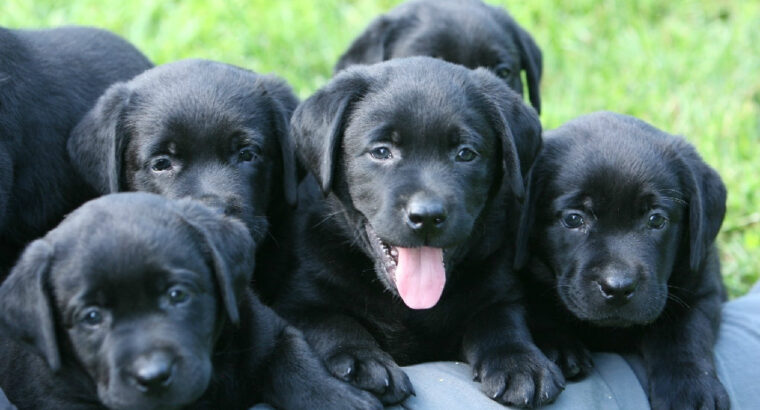 All Dog,s selling available all India over ho