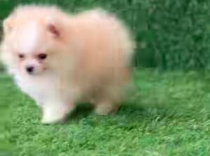 free dog all India transfer call me