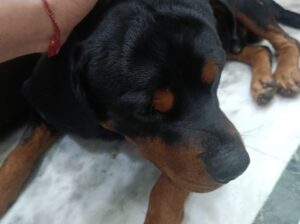7678403843 Rottweiler