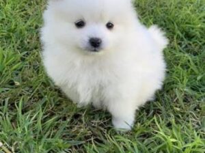 free dog all India transfer call me in