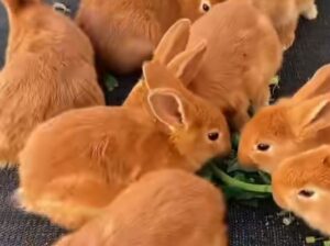 isma’s rabbit shop