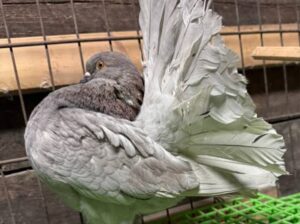 All pigeons selling available all india over