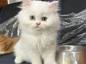 All cat:s selling available all india over ho