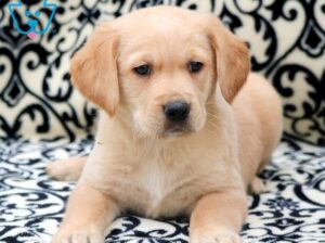 free dog all India transfer call me