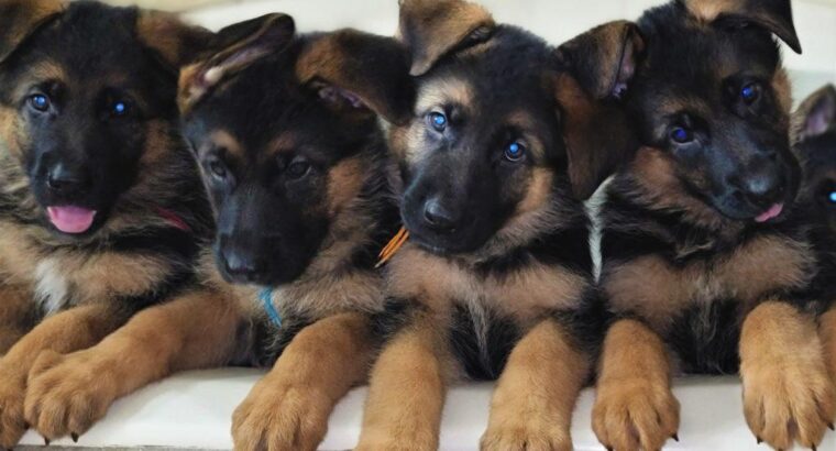 All Dog,s selling available all India over ho