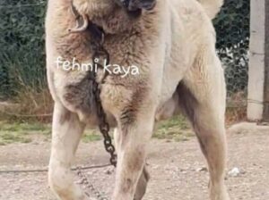 kangal shepard