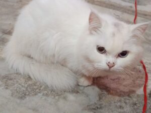 WHITE PERSIAN CAT