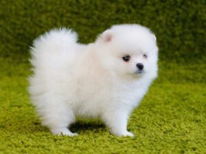 free dog all India transfer call me