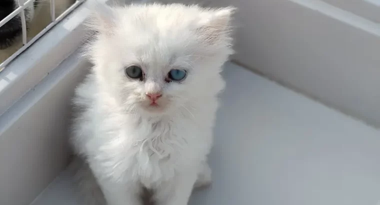 All cat’s selling available all India over ho