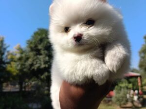 Pomeranian