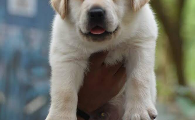 free dog all India transfer call me