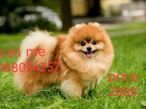 dog sale home delivery Ghar Baithe