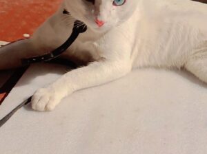 indian beautiful whight cat