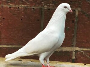 All pigeons selling available all india over