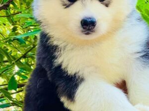 free dog all India transfer call me