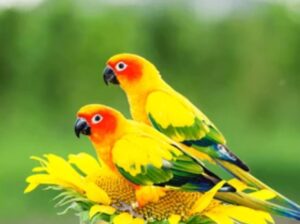 917302603359.all India all over home delivery