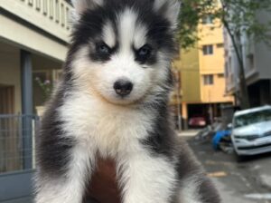Husky