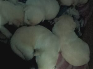 lebra puppy first quality