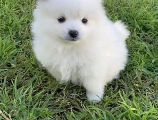 free dog all India transfer call me