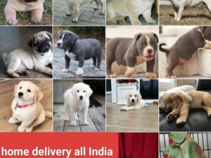 Call me sar 8168739169