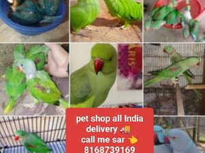 Call me sar 8168739169