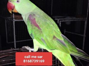 Call me sar 8168739169