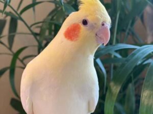 Dog parrots shop home delivery all India 702772360