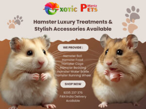 Syrian Hamsters, Cage, Wheel & Food – All in One P