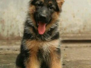 German Shepherd