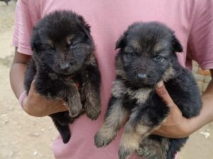 all breeds available healthy and pure breed