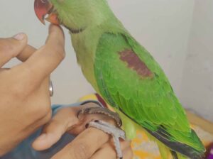 9813810765 WhatsApp call
