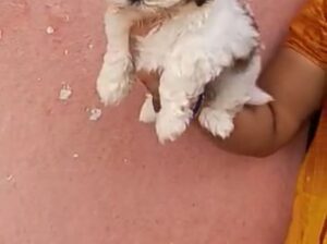 shih tzu