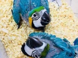 All India home delivery Apne Ghar baithe orde