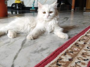 5.5 months persian cat