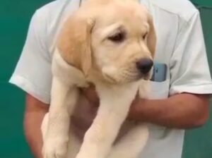 Labrador