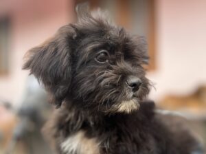 shitzu lapsapso Cross bread