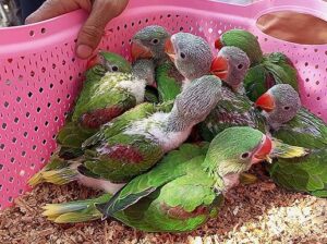 only WhatsApp call 98892 68958