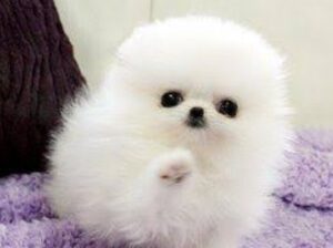 Pomeranian