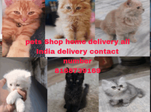 Call me sar 8168739169