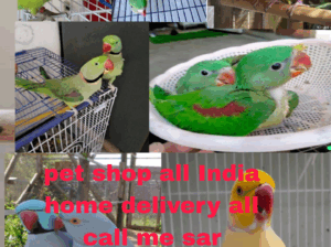 Call me sar 8168739169