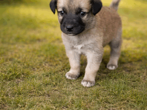 5 puppy birth 1 month