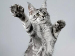 Rare Silver Maine Coon (Male) — Premium Quality