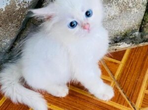 All India home delivery contact+97839 45529